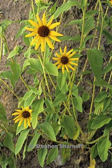 helianthus annuus 1 graphic